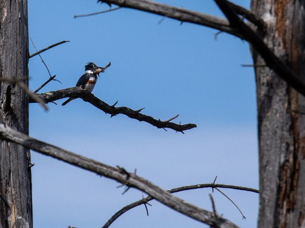 Belted Kingfisher