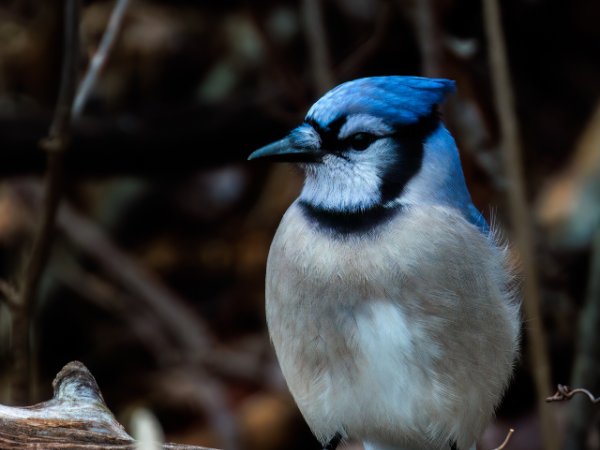 Blue Jay