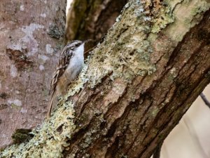 Brown Creeper