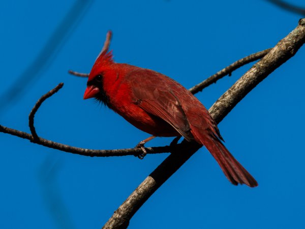 Cardinals