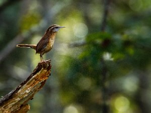 Carolina Wren