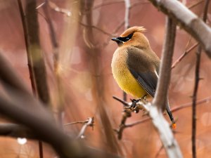 Cedar Waxwing