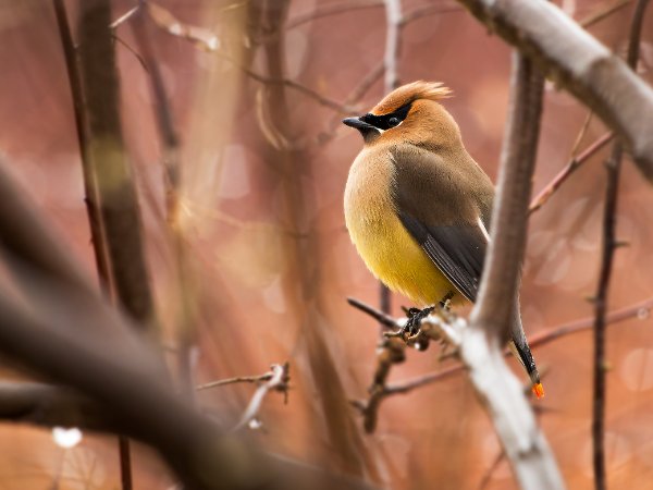 Cedar Waxwing
