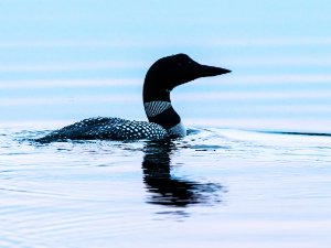 Common Loon