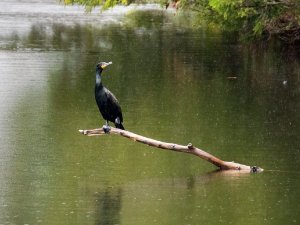 Cormorant