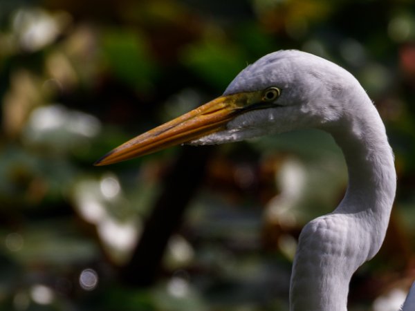 Egret