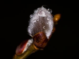 Pussy Willow