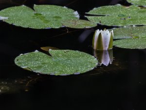 White Water Lily