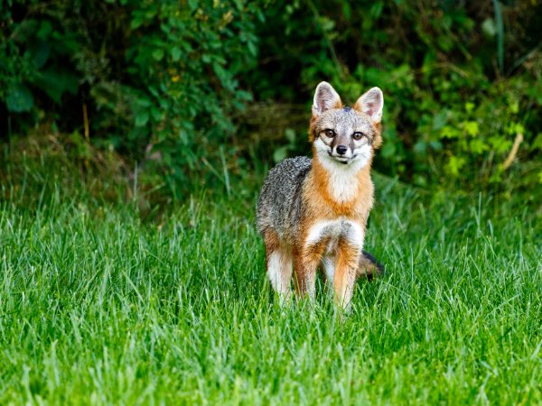 Gray Fox