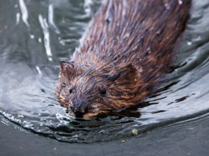 Muskrat