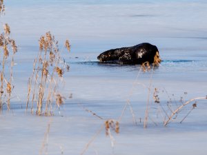 Otter (Nutria)