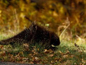 Porcupine