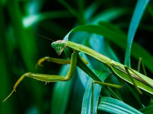 Praying mantids