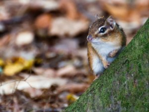 Chipmunk