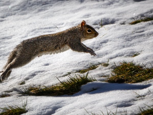 Squirrels