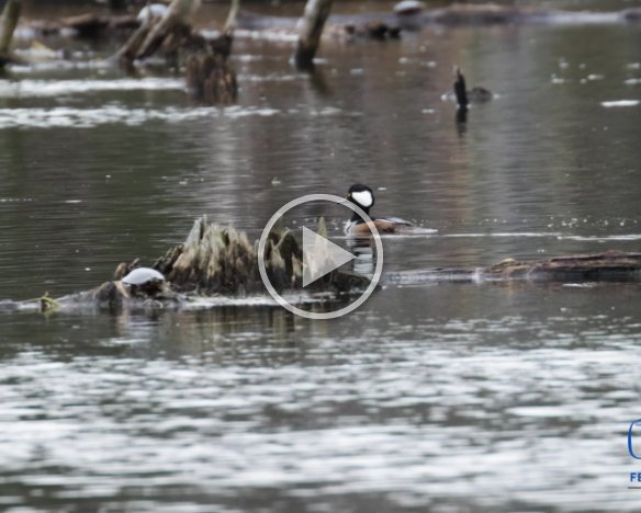 Merganser Taking Off