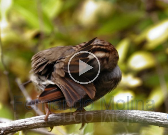 White-Throated Sparrow