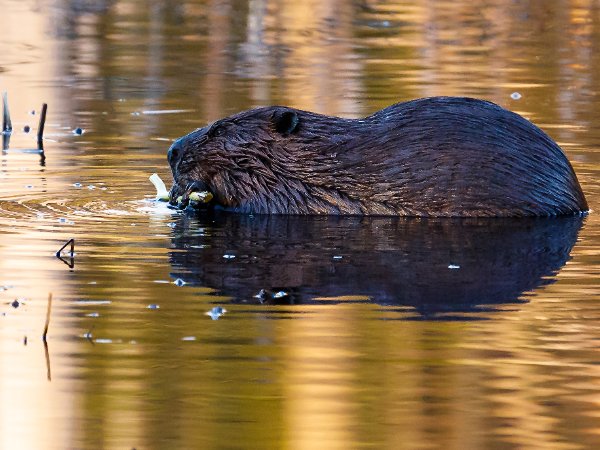 Beaver