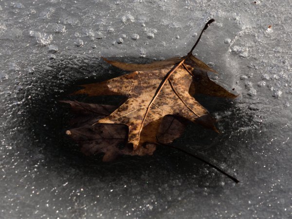 Leaves